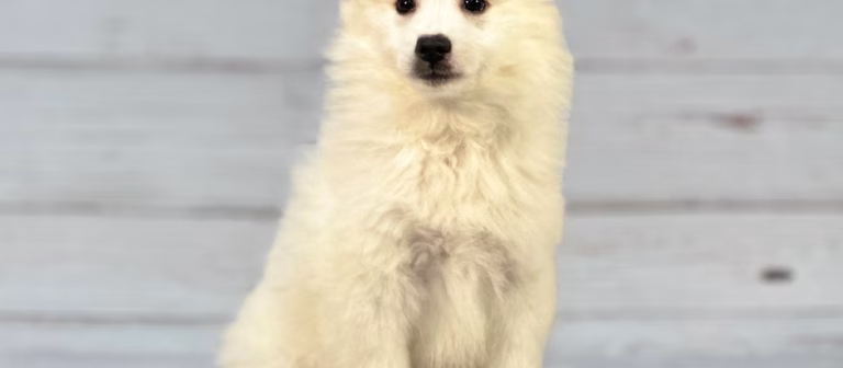 Paw-Some Picks of the Week: American Eskimo