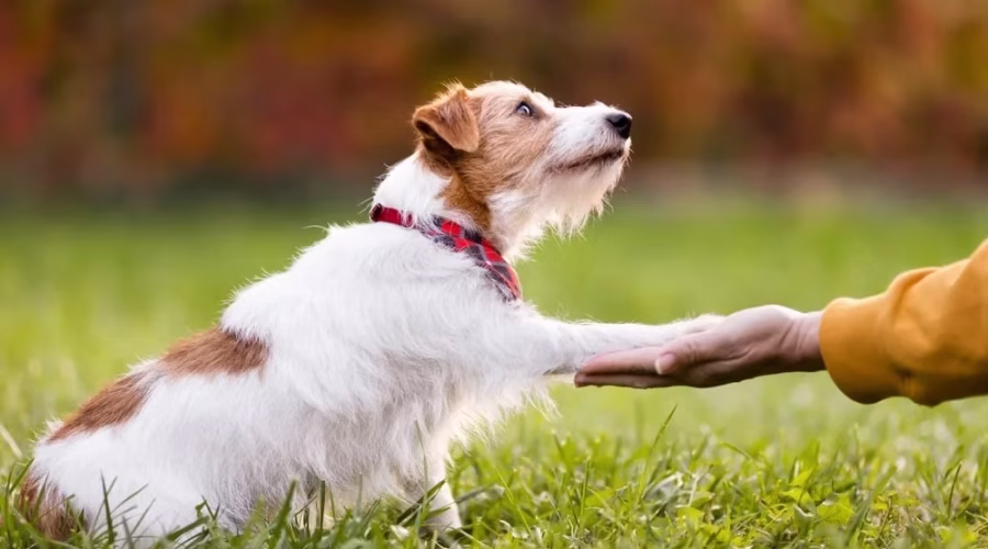 Understanding Your Dogs Body Language: What is your pet trying to tell you?