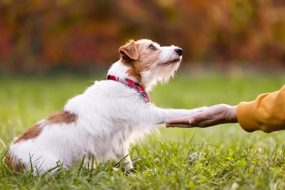 Understanding Your Dogs Body Language: What is your pet trying to tell you?