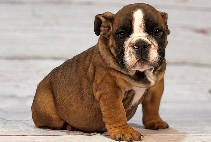 Charming Chunks: Meet the English Bulldog of the Week!