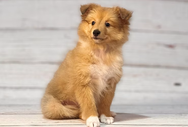 Spotlight on Shetland Sheepdogs: Our Featured breed of the Week!