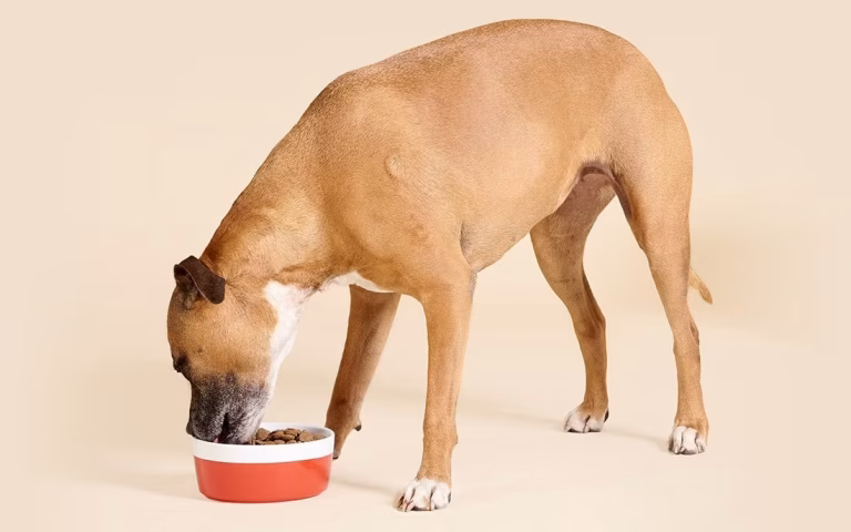 Playful Paws: Fun Ways to Keep Your Pup Busy and Happy