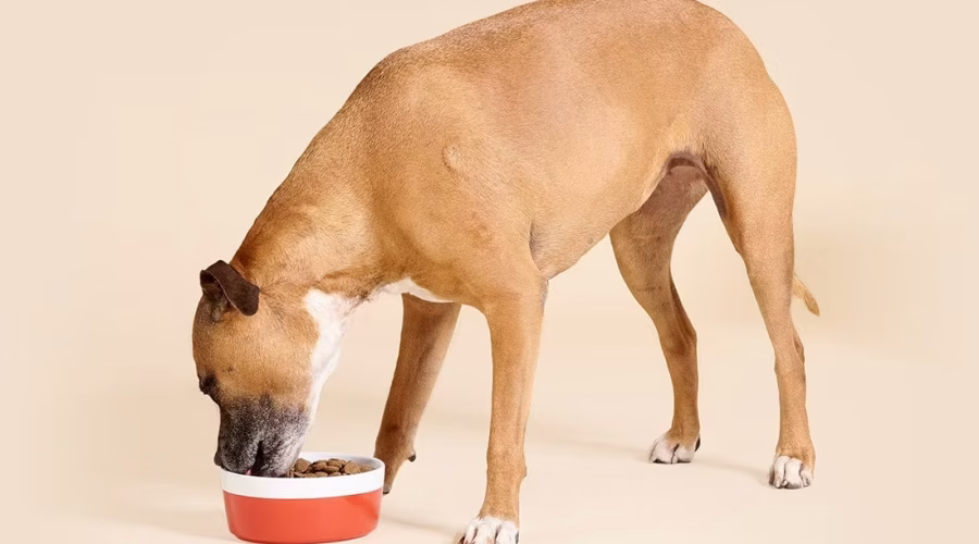 Happy Tummy, Happy Pup: The Ultimate Guide to Boosting Your Dog's Gut Health