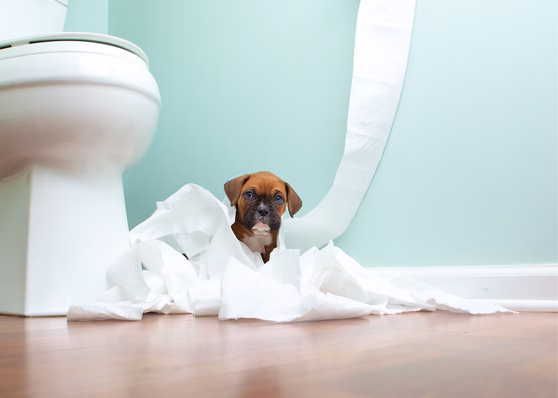 How to Potty Train Your Puppy in Record Time!