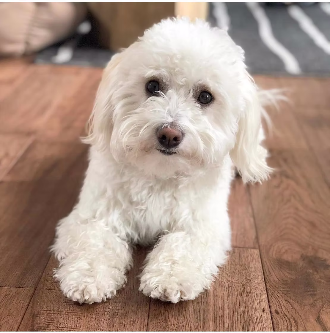 Temperament: Big Heart in a Small Body