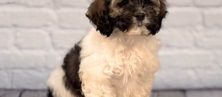 Cockapoo 101: Everything You Need to Know About These Cuddly Companions