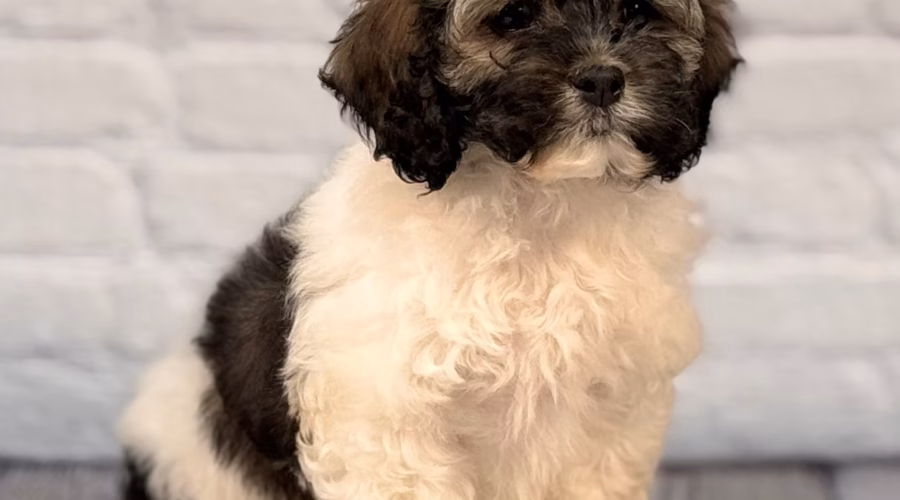 Cockapoo 101: Everything You Need to Know About These Cuddly Companions