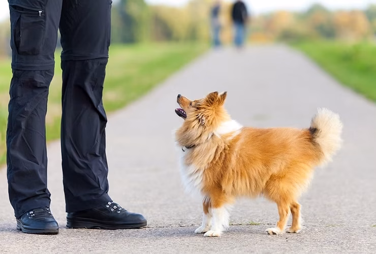 Pawsitively Adorable: Shetland Sheepdogs Shine as the Breed of the Week!