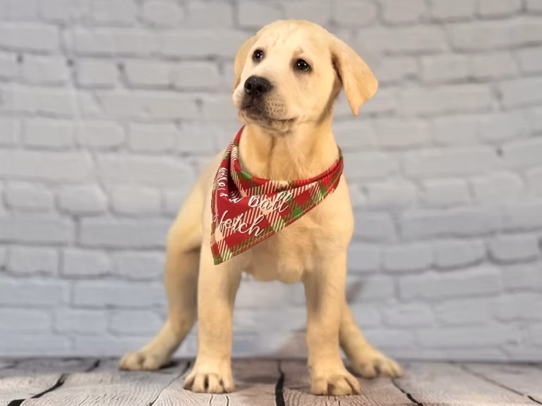Pawsitively Perfect: Spotlight on the Lovable Labrador Retriever