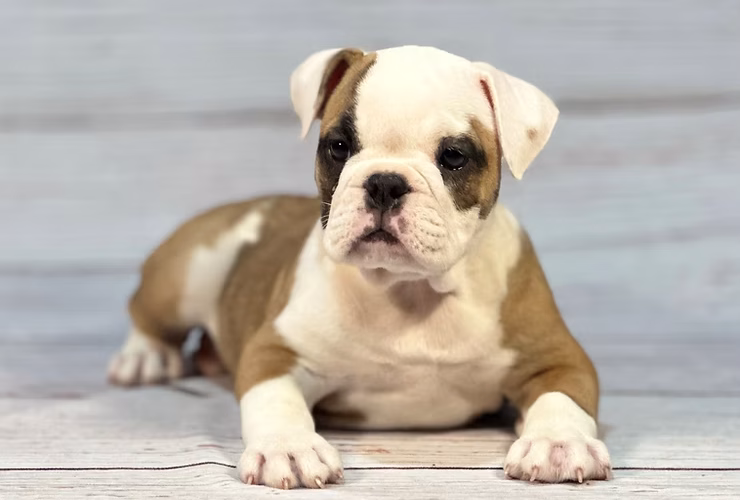 Featured Breed of the Week: Bulldog
