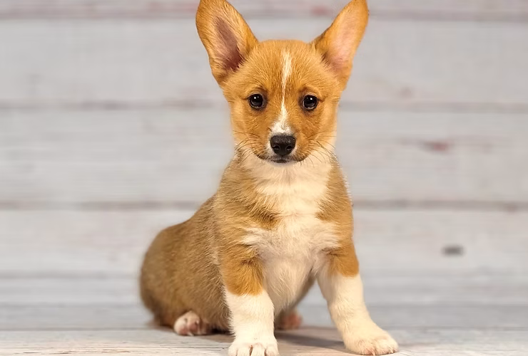 Pembroke Perfection: Celebrating Corgi Charm!