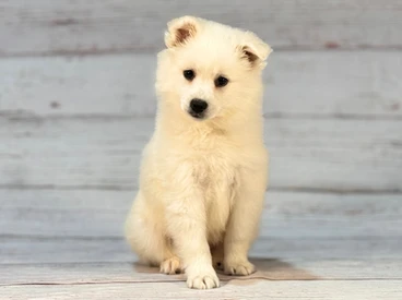 Fluffy white puppy