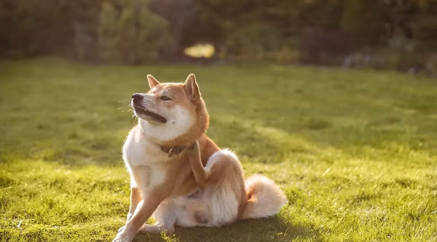 Signs Your Puppy May Have Allergies Common Symptoms and Solutions