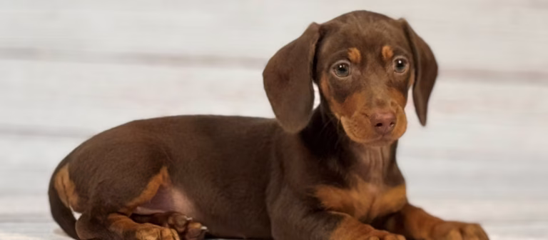 Spotlight on Dachshunds: This Week’s Featured Breed