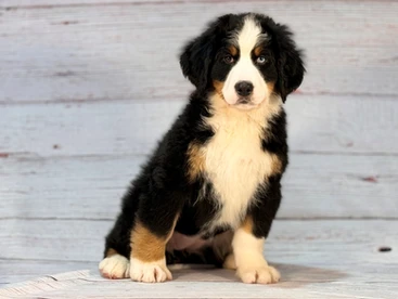 Paw-some Picks Of the Week: Bernese Mountain Dog