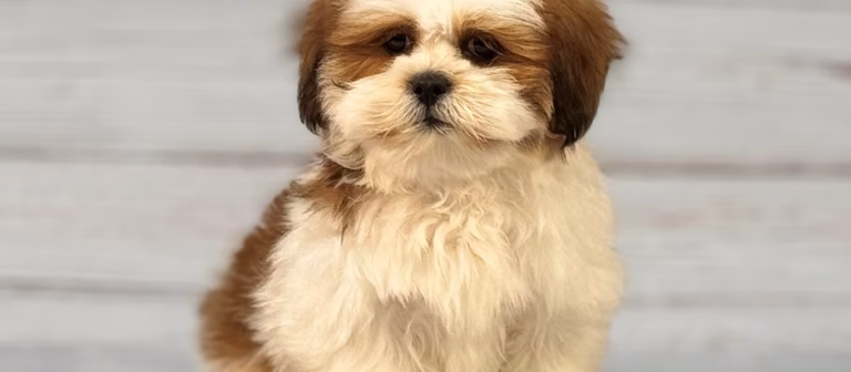 The Lovable Lhasa Apso: Meet Our Featured Breed of the Week!