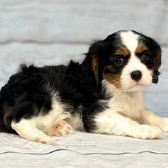 Paw-Some Picks Of the Week: Cavalier Cuties!