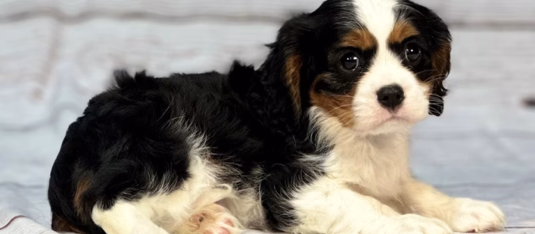 Paw-Some Picks Of the Week: Cavalier Cuties!