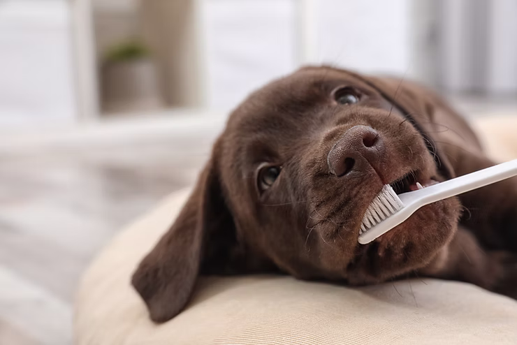Pearly Whites: Unleashing the Secrets to Dog Dental Health!