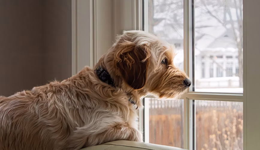 Understanding and Managing Separation Anxiety in Dogs: A Comprehensive Guide