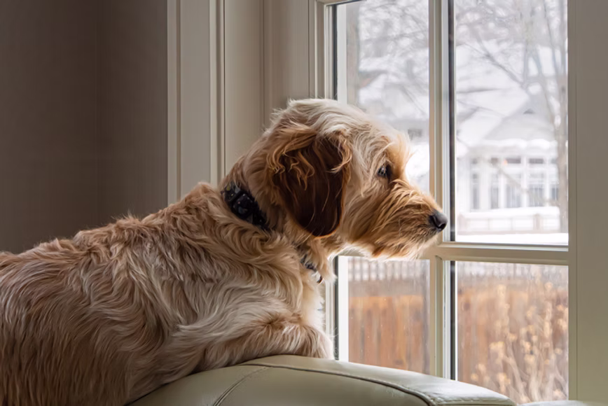 Understanding and Managing Separation Anxiety in Dogs: A Comprehensive Guide