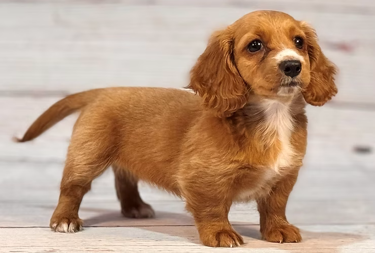Dashing Dachshunds: Our Featured Breed of the Week!