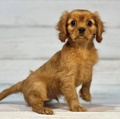 Versatile Exercise Needs