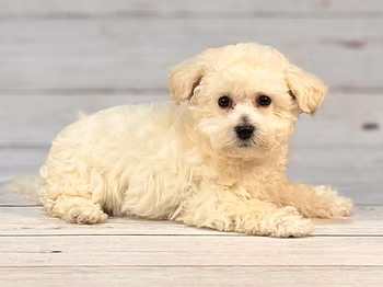 Intelligent and Trainable