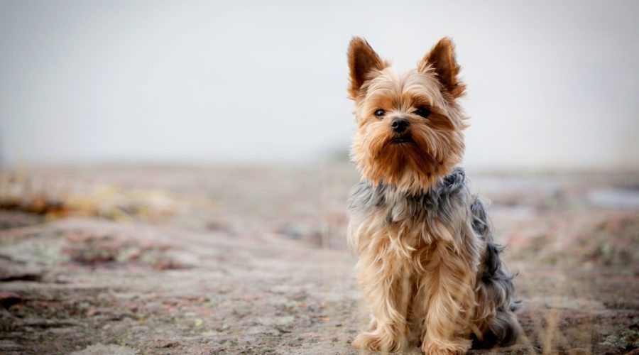 Bringing Home a Yorkshire Terrier Puppy: A Complete Guide for New Owners