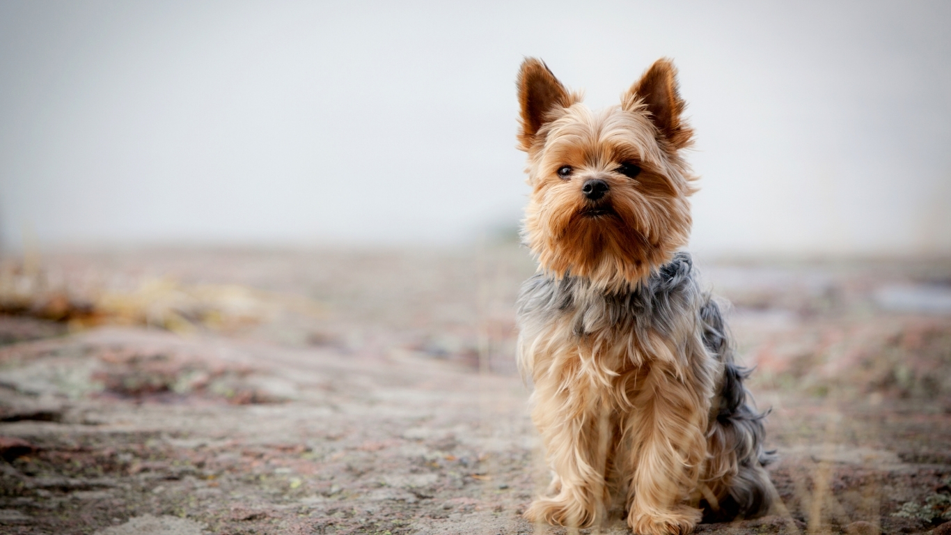 Bringing Home a Yorkshire Terrier Puppy: A Complete Guide for New Owners