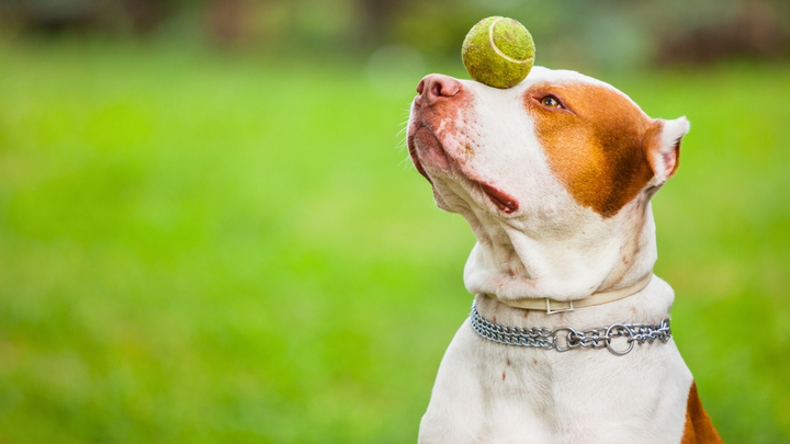 The First 30 Days: Essential Tips for Training Your Puppy