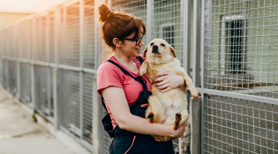 Adopting in North Carolina: Top Dog Breeds to Consider in 2025