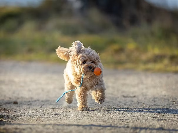 Cavapoo Puppy Checklist: Essential Advice for New Pet Owners