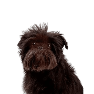 Affenpinscher