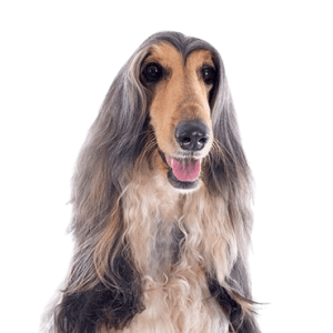 Afghan Hound