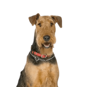 Airedale-Terrier