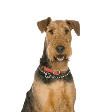 Airedale-Terrier