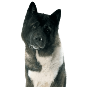 Akita