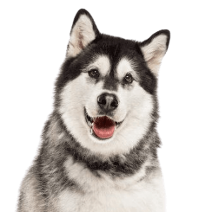 Alaskan Malamute