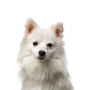 American Eskimo