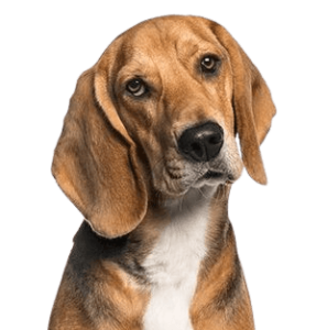 American Foxhound
