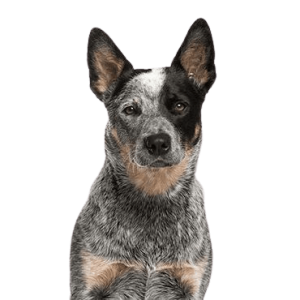 Australian Cattle Dog