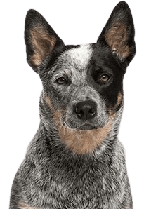Australian Cattle Dog