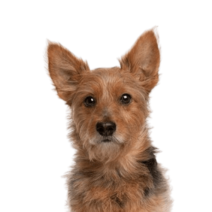 Australian Terrier