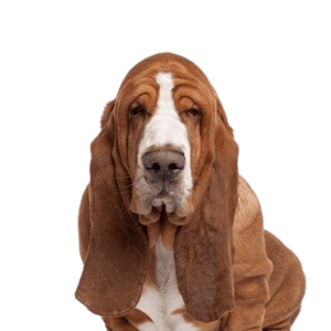 Basset Hound