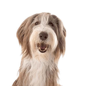 Bearded Collie