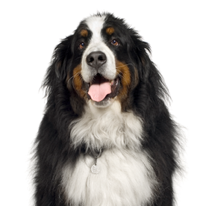 Petland Summerville, South Carolina Pet Store Bernese Mountain Dog