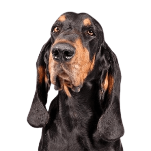 Black and Tan Coonhound