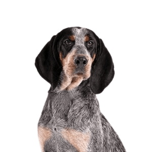 Bluetick Coonhound