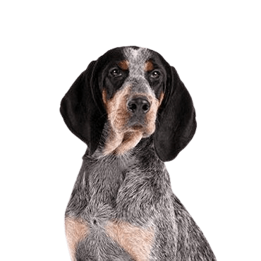 Bluetick Coonhound